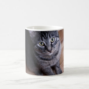 Entzückende graue Katze Tasse