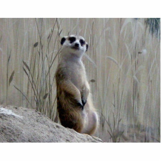 Entzückende meerkat Fotoskulptur