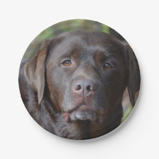 Entzückende Schokolade Labrador retriever Pappteller
