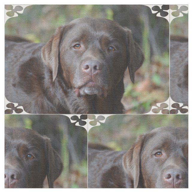 Entzückende Schokolade Labrador retriever Stoff (Nahaufnahme)