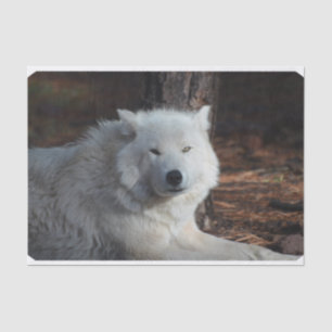 Entzückender arktischer Wolf Seidenpapier