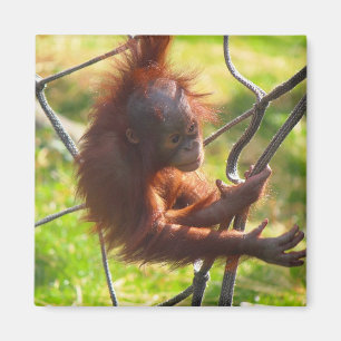 Entzückender Babyorang-utan Magnet