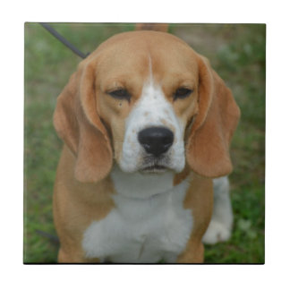 Entzückender Beagle Fliese