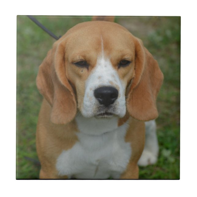 Entzückender Beagle Fliese (Vorderseite)