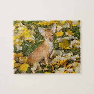 Entzückender Chihuahua-Welpe zwischen gelbem Puzzle
