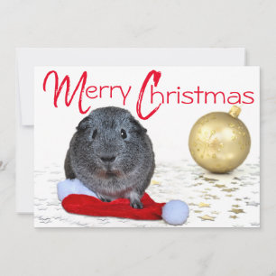 Entzückender Frohe Weihnachten Meerschweinchen Gol