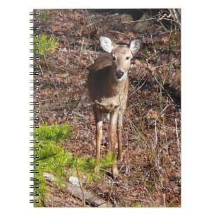 Entzückender Hirsch im Wald Naturfotografie Notizblock