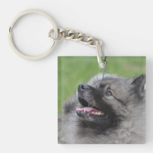 Entzückender Keeshond Schlüsselanhänger