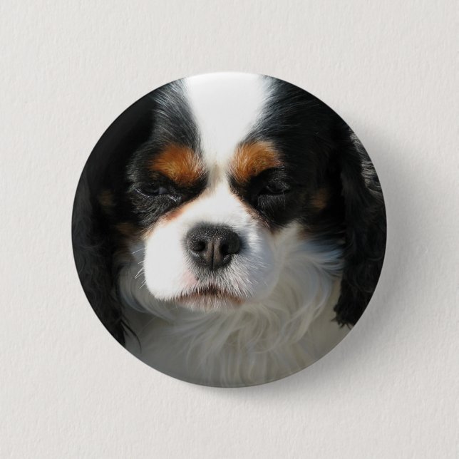 Entzückender Königcharles Spaniel-Knopf Button (Vorderseite)