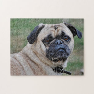 Entzückender Mops mit einem Stück des Puzzle