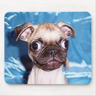 Entzückender Mops-Welpe Mousepad