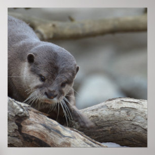 Entzückender Otter Poster