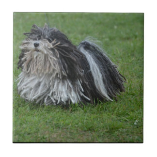 Entzückender Puli Hund Fliese