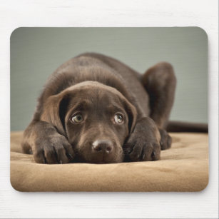 Entzückender Schokoladen-Labrador-Welpen-Entwurf Mousepad
