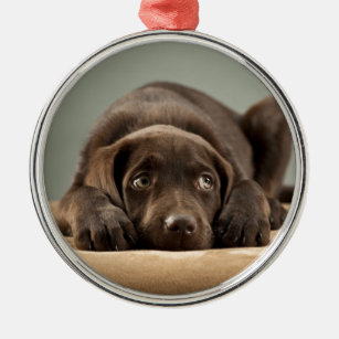 Entzückender Schokoladen-Labrador-Welpen-Entwurf Ornament Aus Metall