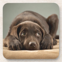 Entzückender Schokoladen-Labrador-Welpen-Entwurf