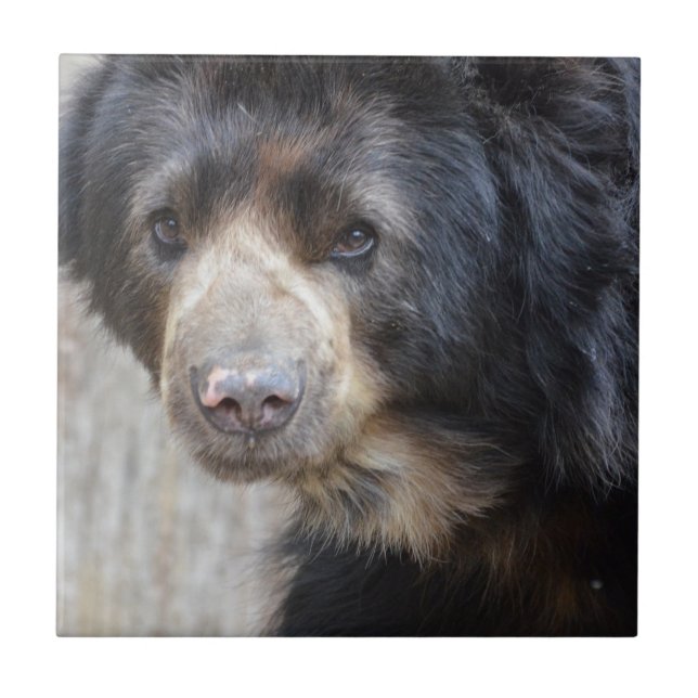 Entzückender schwarzer Bär Fliese (Vorderseite)