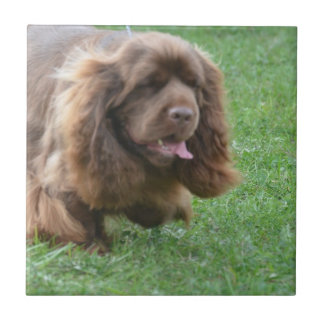 Entzückender SussexSpaniel Fliese