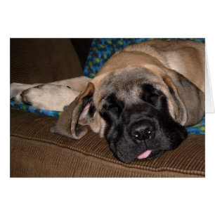 Entzückender übergroßer Welpe