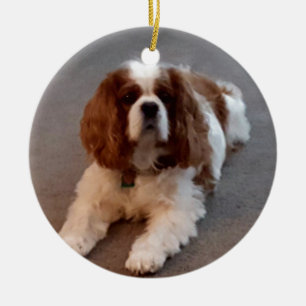 Entzückender unbekümmerter Königcharles Spaniel Keramikornament