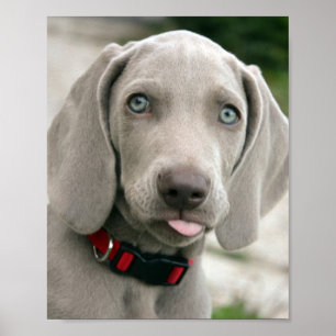 Entzückender weimaraner Welpe Poster