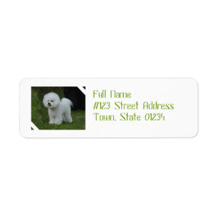 Entzückendes Bichon
