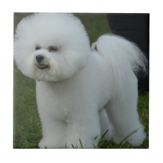 Entzückendes Bichon Fliese