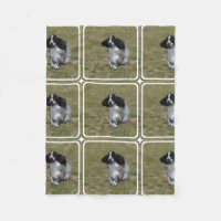 Entzückendes Englisch Cocker spaniel