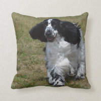 Entzückendes Englisch Cocker spaniel