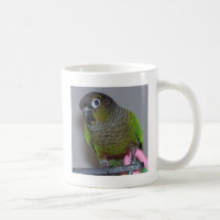 Entzückendes Greencheek Conure