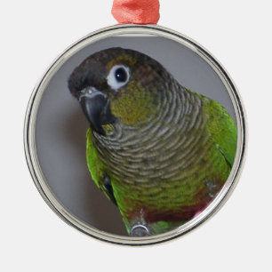 Entzückendes Greencheek Conure Silbernes Ornament