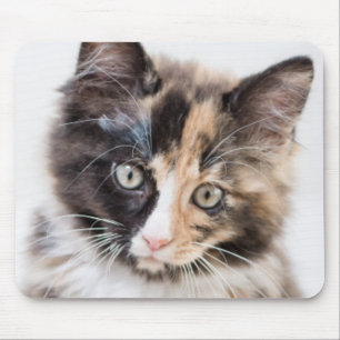 Entzückendes Kaliko-Kätzchen Mousepad