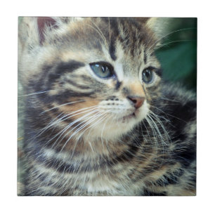 Entzückendes niedliches Kätzchen Fliese