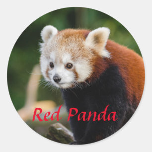 Entzückendes Rotpanda-Foto Runder Aufkleber