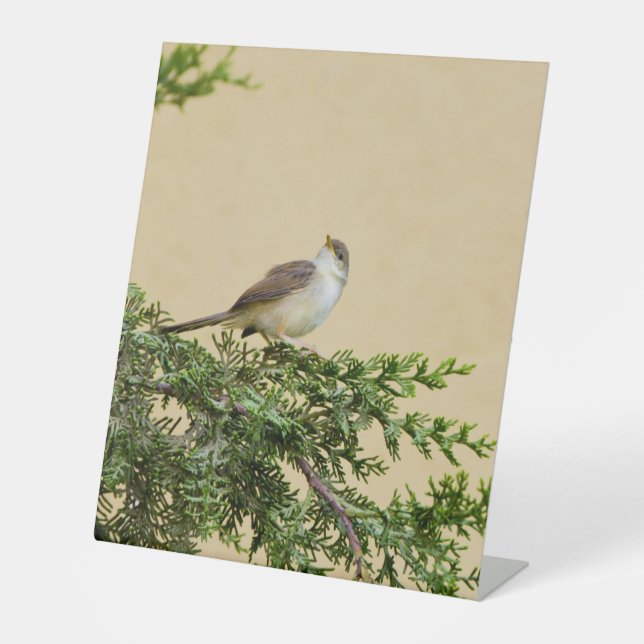 Entzückendes Spatzen-Vogel-Foto Sockelschild (Vorderseite)
