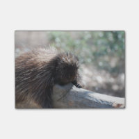 Entzückendes Stachelschwein