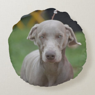 Entzückendes Weimaraner Rundes Kissen