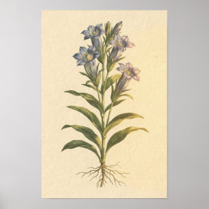 Enzian-Botanik-Studie   12 × 18 Poster