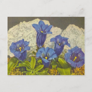 Enzianblume Postkarte