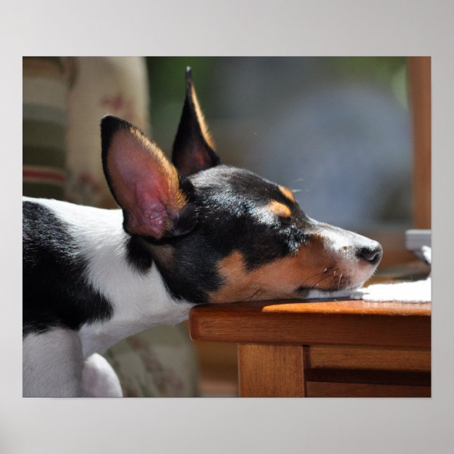 Enzo-Nickerchen Poster (Vorne)