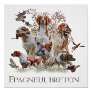 Epagneul Breton, Bretagne Spaniel Poster