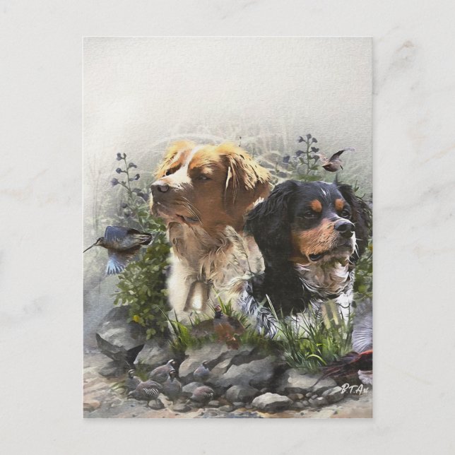 Epagneul Breton, Bretagne Spaniel Postkarte (Vorderseite)