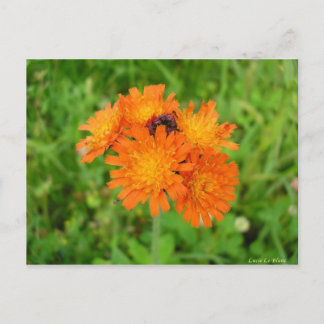 Épervière orangée postkarte