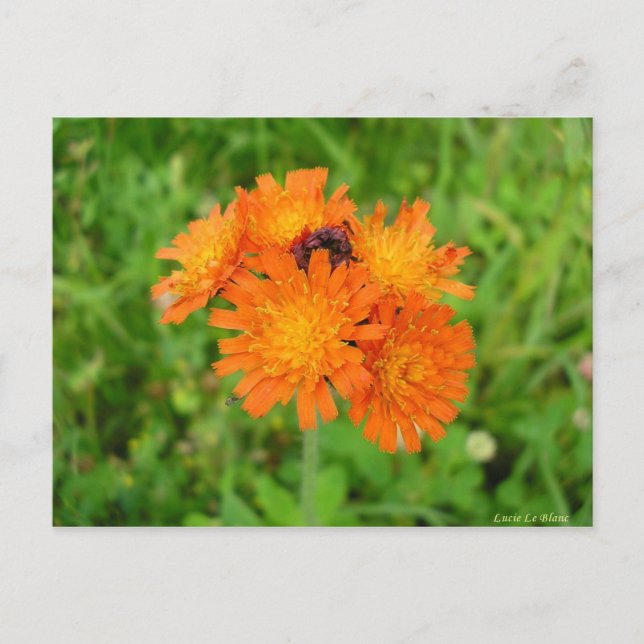 Épervière orangée postkarte (Vorderseite)