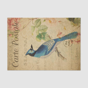Ephemera Französische Postkarte Blauhäher-Vogeldec Seidenpapier