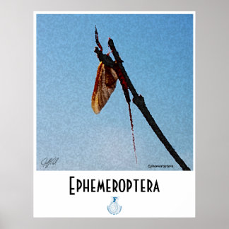 Ephemeroptera - Poster