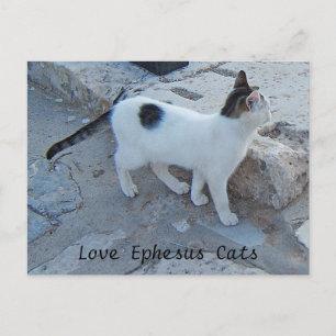 Ephesus Cats Postcard Postkarte