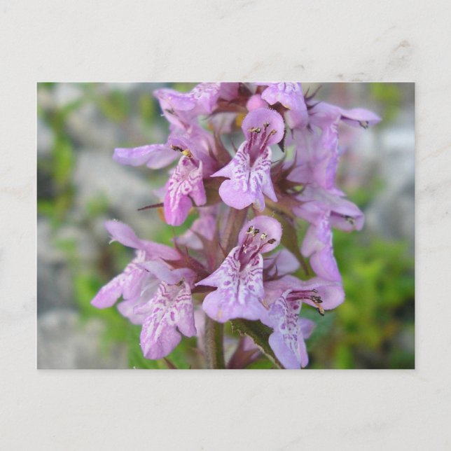 Épiaire des marais (2) postkarte (Vorderseite)