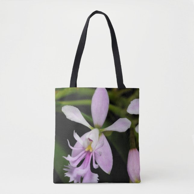 Epidendrum caligarium (Vorderseite)