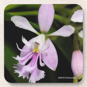 Epidendrum caligarium getränkeuntersetzer